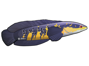 Jabbers Monster Fish Decals